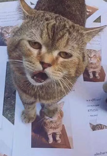 Cười ra nước mắt với vẻ mặt ‘bất cần đời’ của chú mèo đi lạc - Hình 2