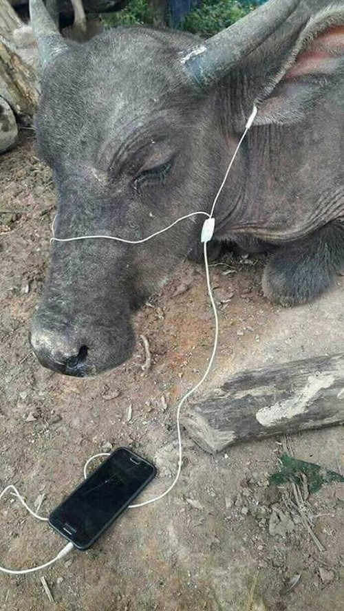 Đàn gảy tai trâu.