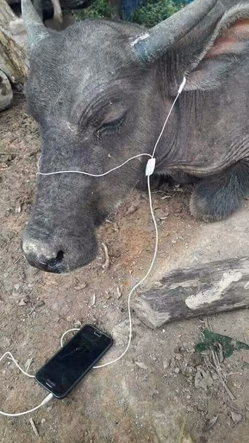 Đàn gảy tai trâu.