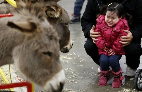 Gương mặt đáng thương.