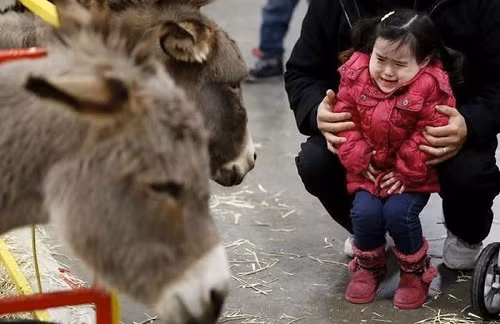 Gương mặt đáng thương.