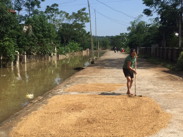 Người dân tranh thủ nước bắt đầu rút, vận chuyển lúa lên bờ đê để phơi