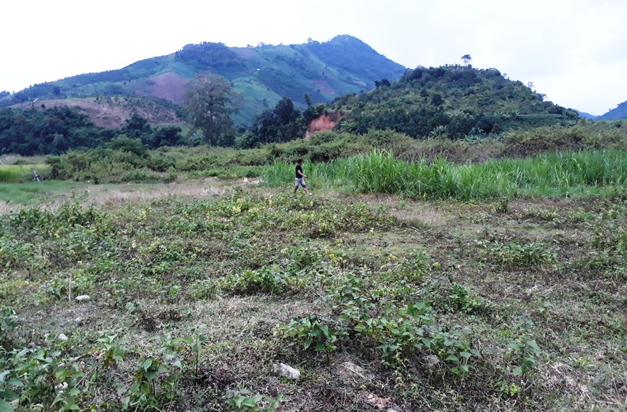 Những bãi đất hoang do khai thác vàng tạo ra tại thôn Đắk Đóa trước đây là ruộng lúa