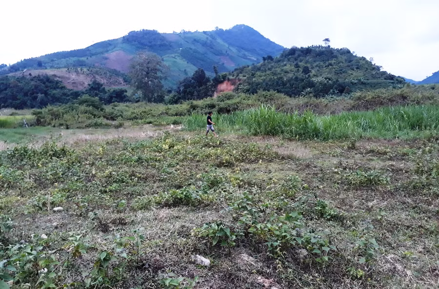 Những bãi đất hoang do khai thác vàng tạo ra tại thôn Đắk Đóa trước đây là ruộng lúa