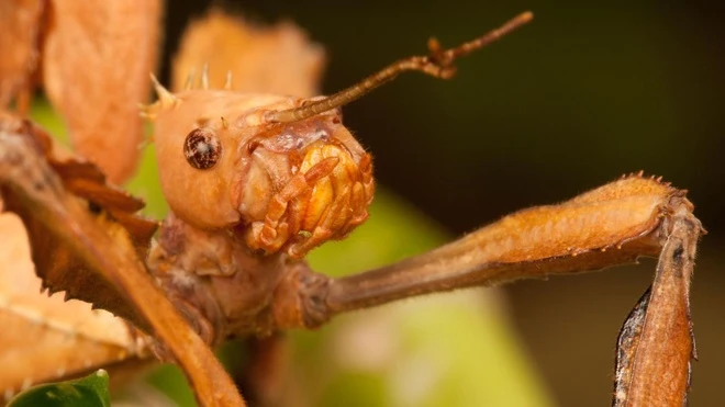 Loài bọ que Extatosoma tiaratum đặc hữu ở Australia không phải lúc nào cũng cần giao phối với con đực. Ảnh: Alamy