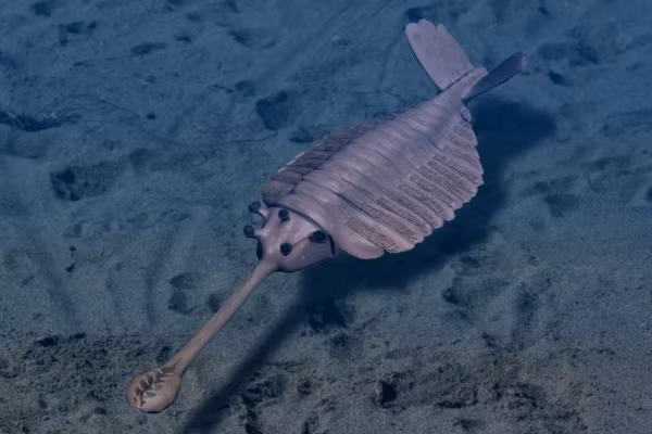 10 động vật kỳ lạ chưa kịp thấy, đã tuyệt chủng