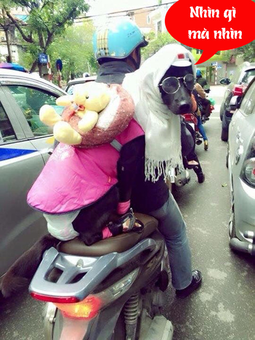 Chưa thấy cún đẹp bao giờ à. Chưa thấy cún đẹp bao giờ à.