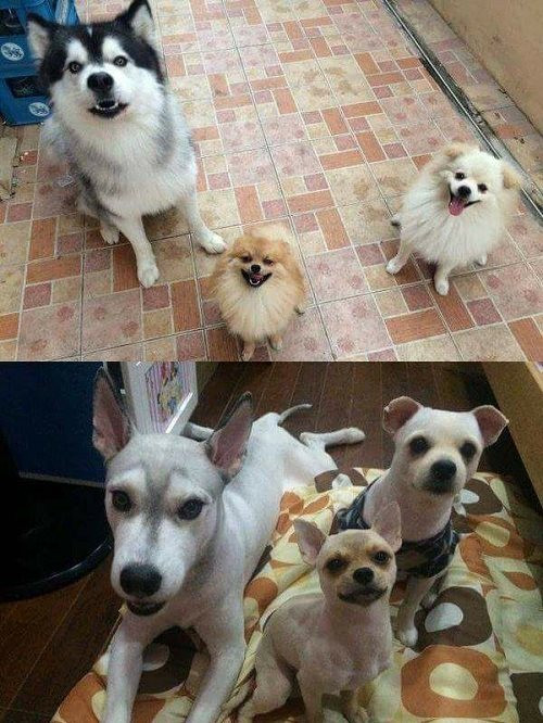 Người đẹp nhờ lụa, chó đẹp nhờ lông.