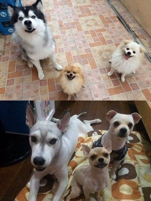 Người đẹp nhờ lụa, chó đẹp nhờ lông.