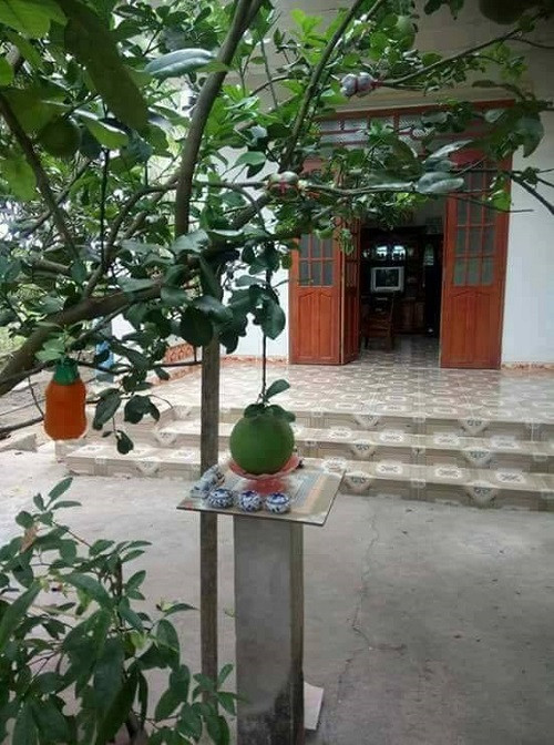 Bưởi mọc vị trí đẹp. 10-anh-hai-hot-nhat-facebook-trong-ngay-6