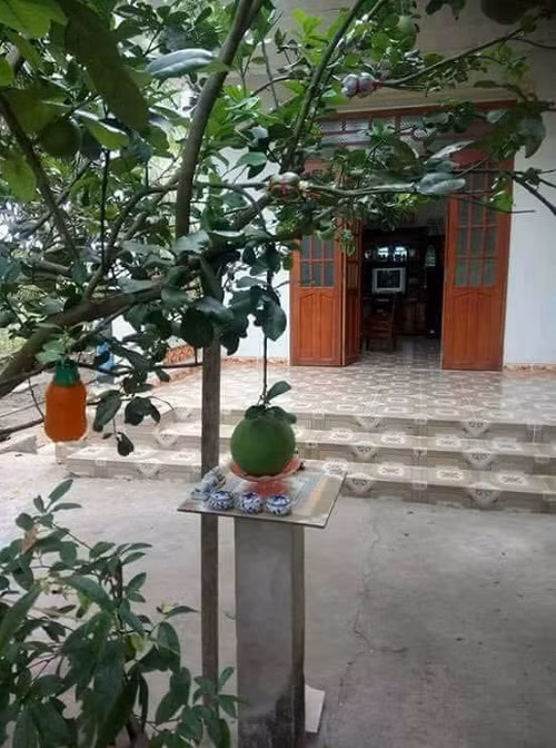 Bưởi mọc vị trí đẹp. 10-anh-hai-hot-nhat-facebook-trong-ngay-6