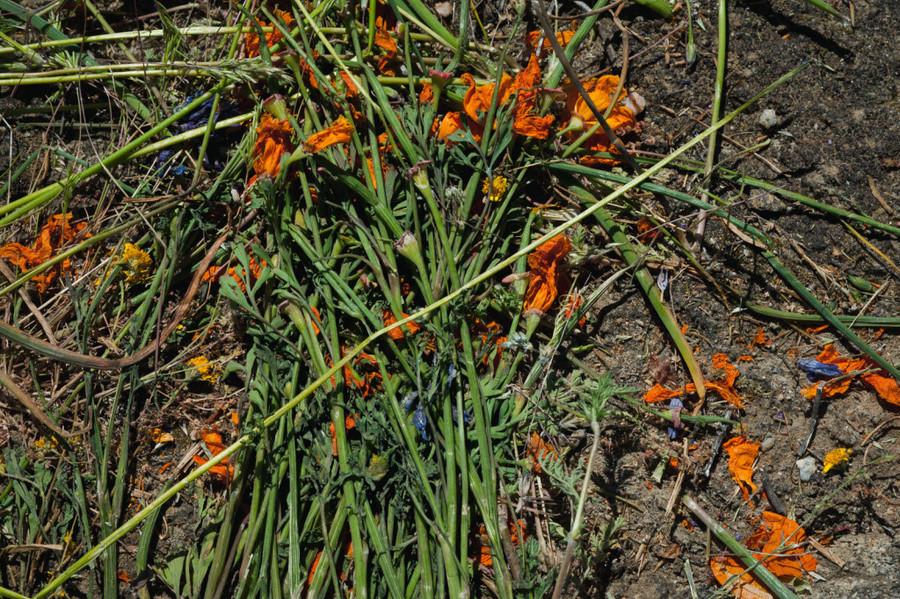 Hình ảnh chưa đẹp tại các lễ hội hoa được tổ chức để phục vụ hàng nghìn du khách.