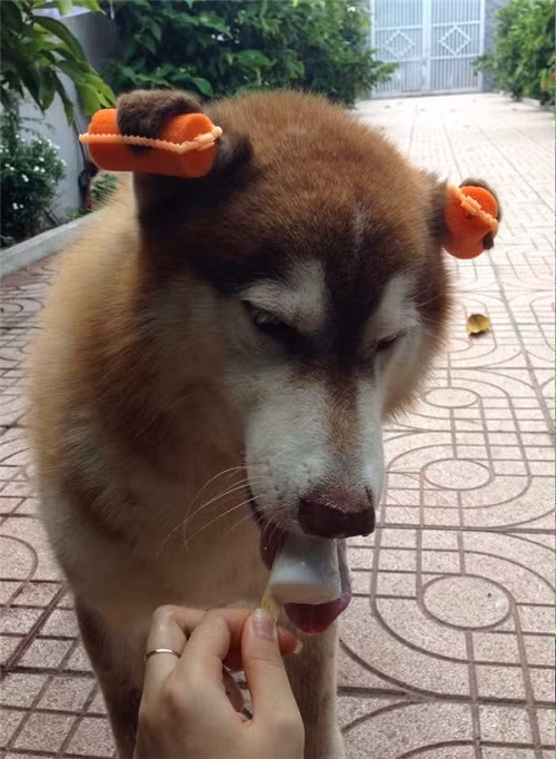 Khi cún cưng làm điệu. 10-anh-hai-hot-nhat-facebook-trong-ngay-4