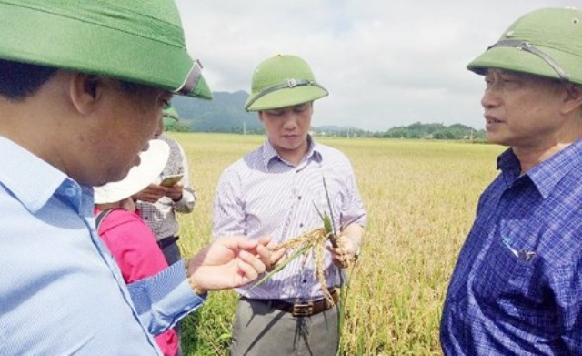 Chủ tịch UBND tỉnh Hà Tĩnh Đặng Quốc Khánh (ở giữa) kiểm tra trực tiếp bệnh đạo ôn cổ bông trên lúa tại huyện Đức Thọ vào giữa tháng 5/2017.