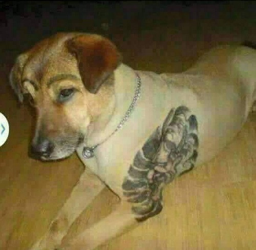 Xăm trổ chắc gì đã hổ báo. Xăm trổ chắc gì đã hổ báo.