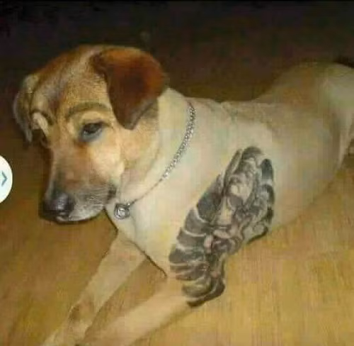 Xăm trổ chắc gì đã hổ báo.