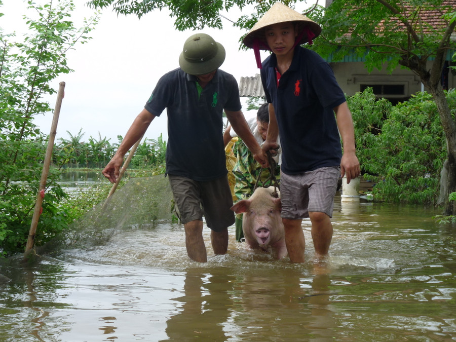 Một số vùng thấp trũng người dân sơ tán tài sản, vật nuôi lên chỗ cao, an toàn
