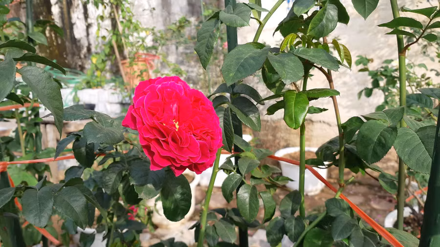 Cận Tết, hồng ngoại, hồng cổ Sapa thét giá chục triệu đồng/chậu - Ảnh 2.