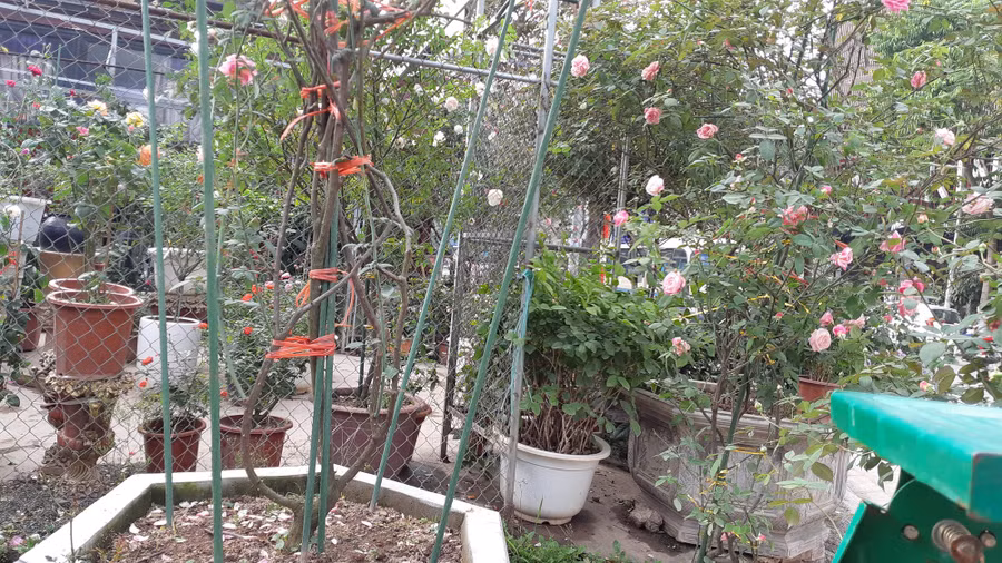 Cận Tết, hồng ngoại, hồng cổ Sapa thét giá chục triệu đồng/chậu - Ảnh 6.