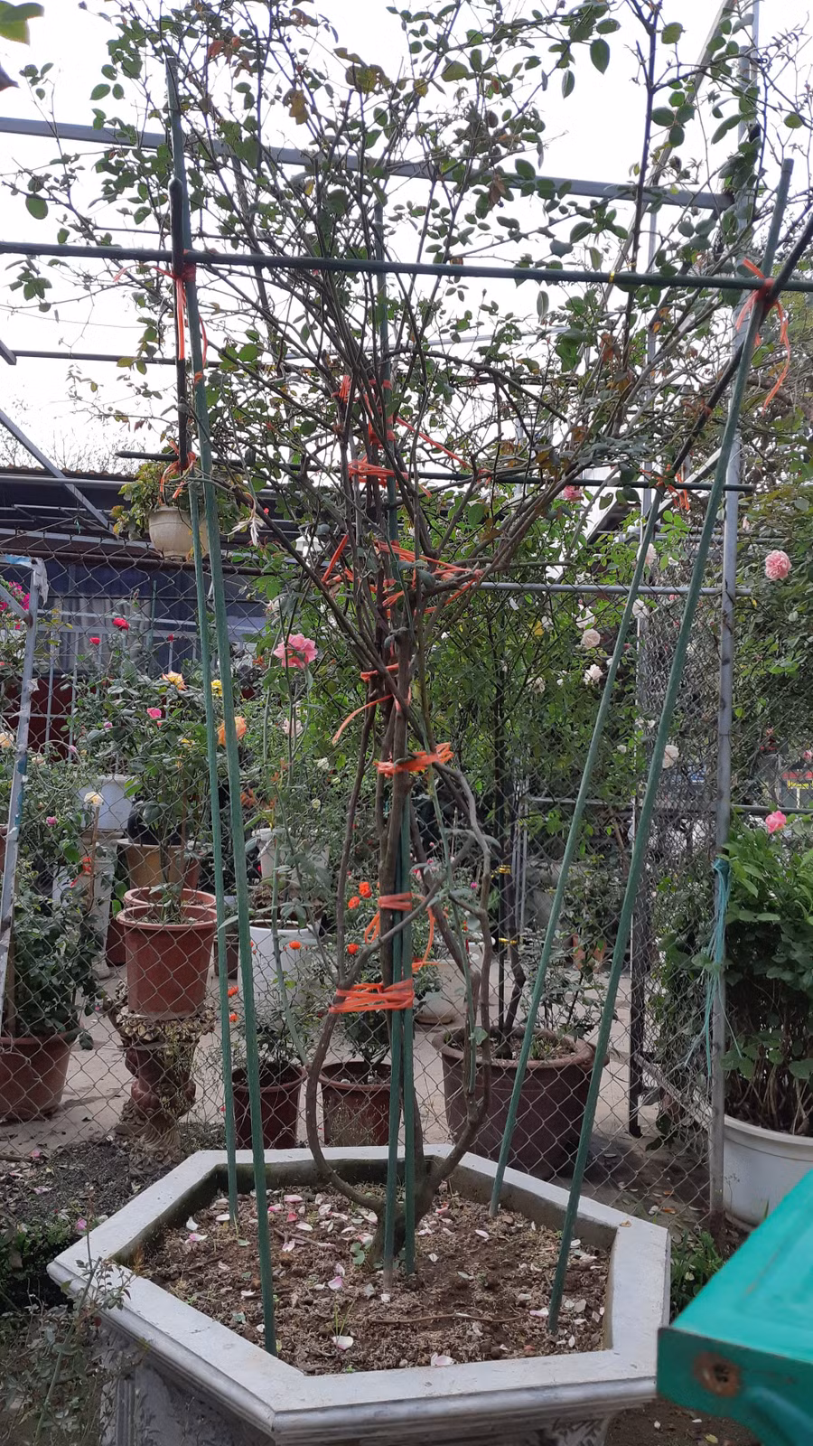 Cận Tết, hồng ngoại, hồng cổ Sapa thét giá chục triệu đồng/chậu - Ảnh 7.