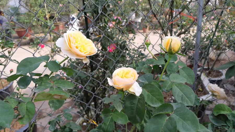 Cận Tết, hồng ngoại, hồng cổ Sapa thét giá chục triệu đồng/chậu - Ảnh 4.