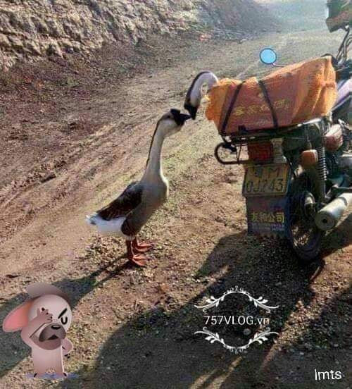 Cậu ở lại nhé