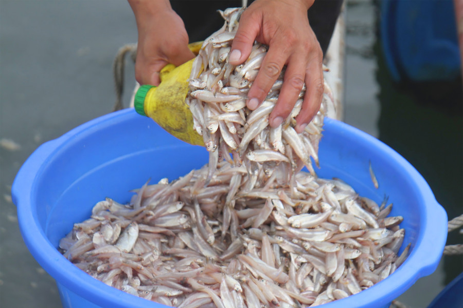 Thức ăn của cá nuôi lồng là các loại cá biển nhỏ như cá cơm, cá bống. (Ảnh: Phạm Tâm) Thức ăn của cá nuôi lồng là các loại cá biển nhỏ như cá cơm, cá bống. (Ảnh: Phạm Tâm)