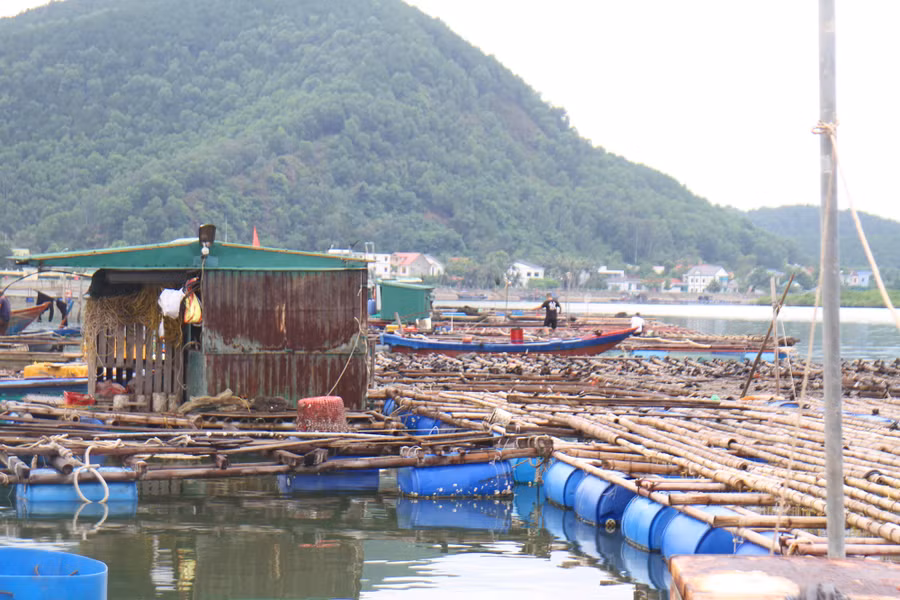 Người dân nuôi cá lồng ở phường Nghi Tân, thị xã Cửa Lò. (Ảnh: Phạm Tâm)