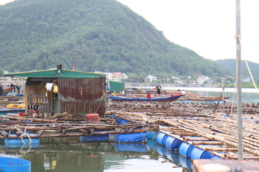 Người dân nuôi cá lồng ở phường Nghi Tân, thị xã Cửa Lò. (Ảnh: Phạm Tâm) Người dân nuôi cá lồng ở phường Nghi Tân, thị xã Cửa Lò. (Ảnh: Phạm Tâm)