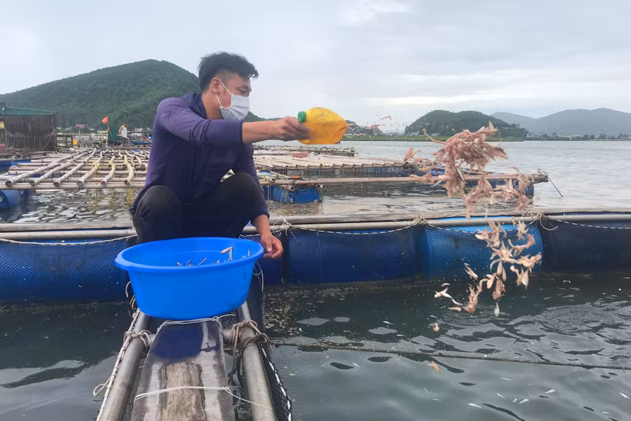 Anh Trần Văn Duy rải thức ăn cho 15 lồng cá của mình. (Ảnh: Phạm Tâm)