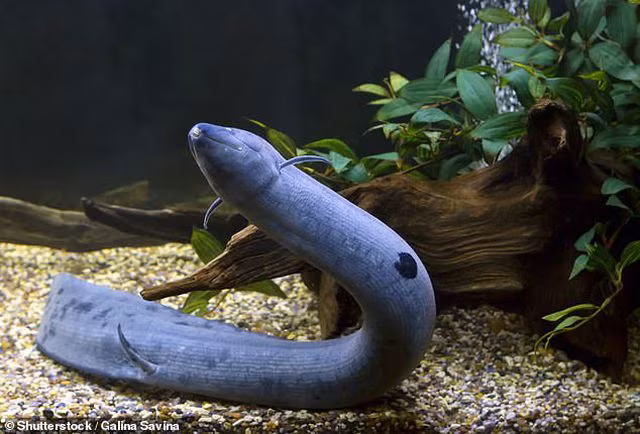Phát hiện “con lươn” kì quái có hàm răng giống người - 3