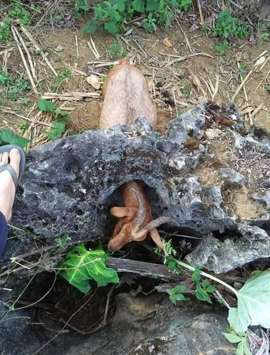 Cứu kiểu gì đây. Cứu kiểu gì đây.