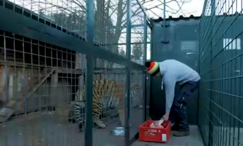 Con trai Augustÿn cho hổ ăn. Ảnh: Barcroft TV.