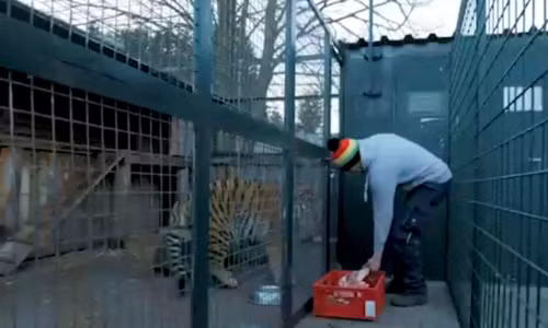 Con trai Augustÿn cho hổ ăn. Ảnh: Barcroft TV.