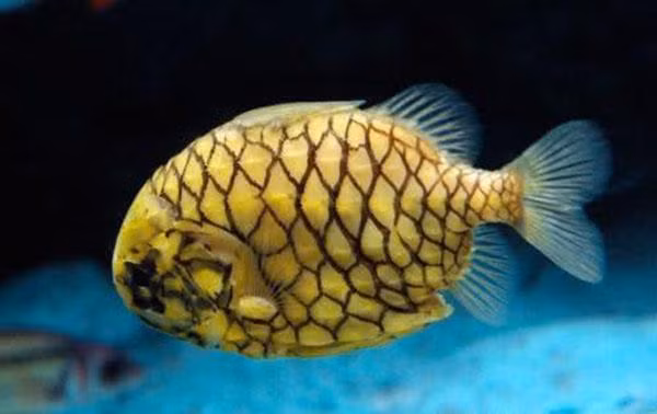 loai ca cung nhat the gioi, keo cat khong dut thi phai an kieu gi? - 7