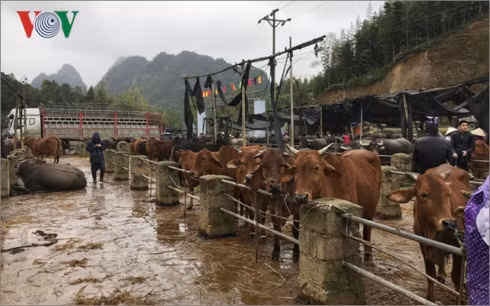 doc dao phien cho trau lon nhat mien bac hinh 2