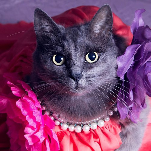 Hanh trinh noi tieng cua co meo quyen ru nhat the gioi-Hinh-12