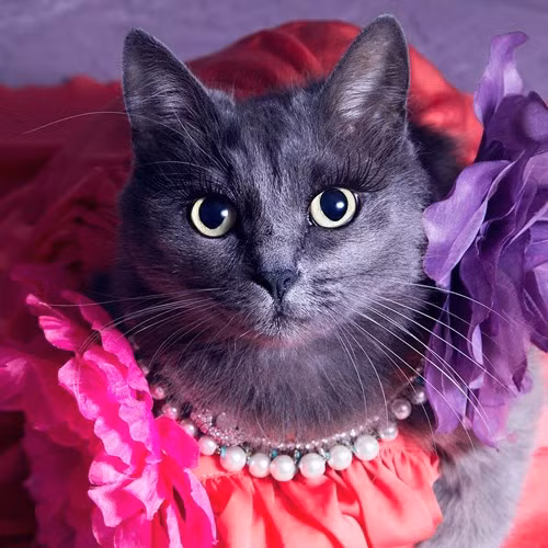 Hanh trinh noi tieng cua co meo quyen ru nhat the gioi-Hinh-12