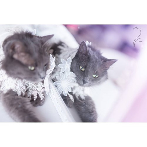 Hanh trinh noi tieng cua co meo quyen ru nhat the gioi-Hinh-15