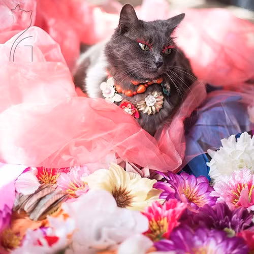 Hanh trinh noi tieng cua co meo quyen ru nhat the gioi-Hinh-11