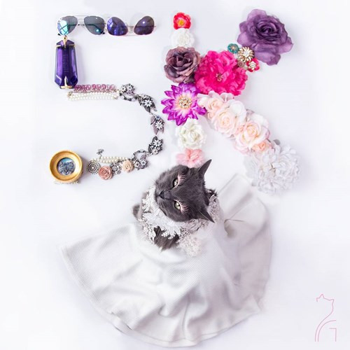 Hanh trinh noi tieng cua co meo quyen ru nhat the gioi-Hinh-14