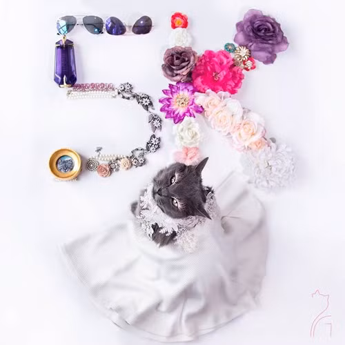 Hanh trinh noi tieng cua co meo quyen ru nhat the gioi-Hinh-14