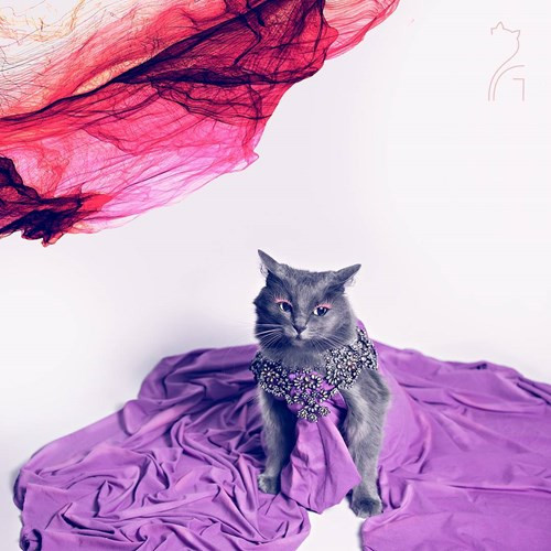 Hanh trinh noi tieng cua co meo quyen ru nhat the gioi-Hinh-8