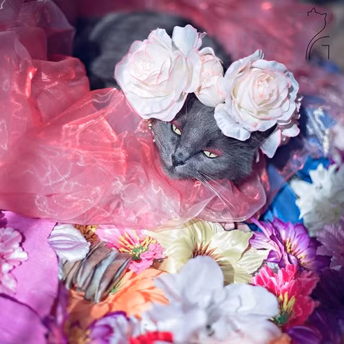 Hanh trinh noi tieng cua co meo quyen ru nhat the gioi-Hinh-6