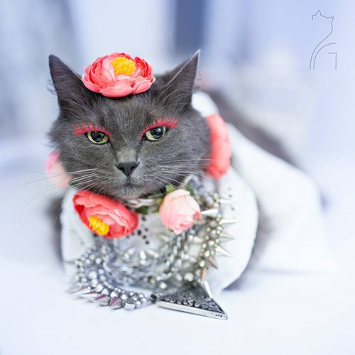 Hanh trinh noi tieng cua co meo quyen ru nhat the gioi