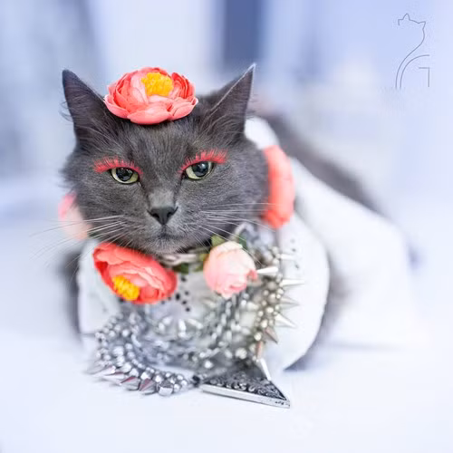 Hanh trinh noi tieng cua co meo quyen ru nhat the gioi