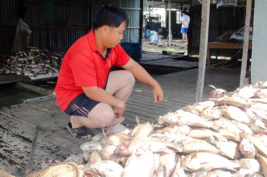 Người nuôi cá đứng nhìn cá chết nổi trắng bè ở Phú Tân, An Giang.