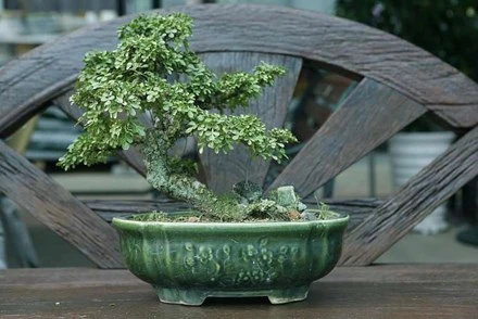 Ăn trộm 9 cây bonsai giá gần 200 triệu vì thấy... quá đẹp 