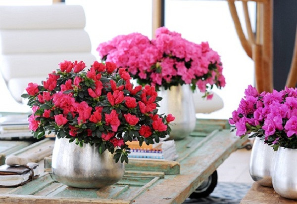 8 loại cây dễ trồng vừa thanh lọc không khí vừa mang ý nghĩa hút tài lộc, phú quý ảnh 8