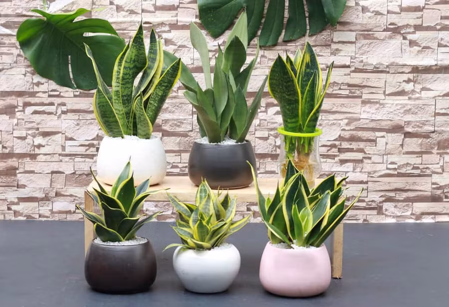 8 loại cây dễ trồng vừa thanh lọc không khí vừa mang ý nghĩa hút tài lộc, phú quý ảnh 1